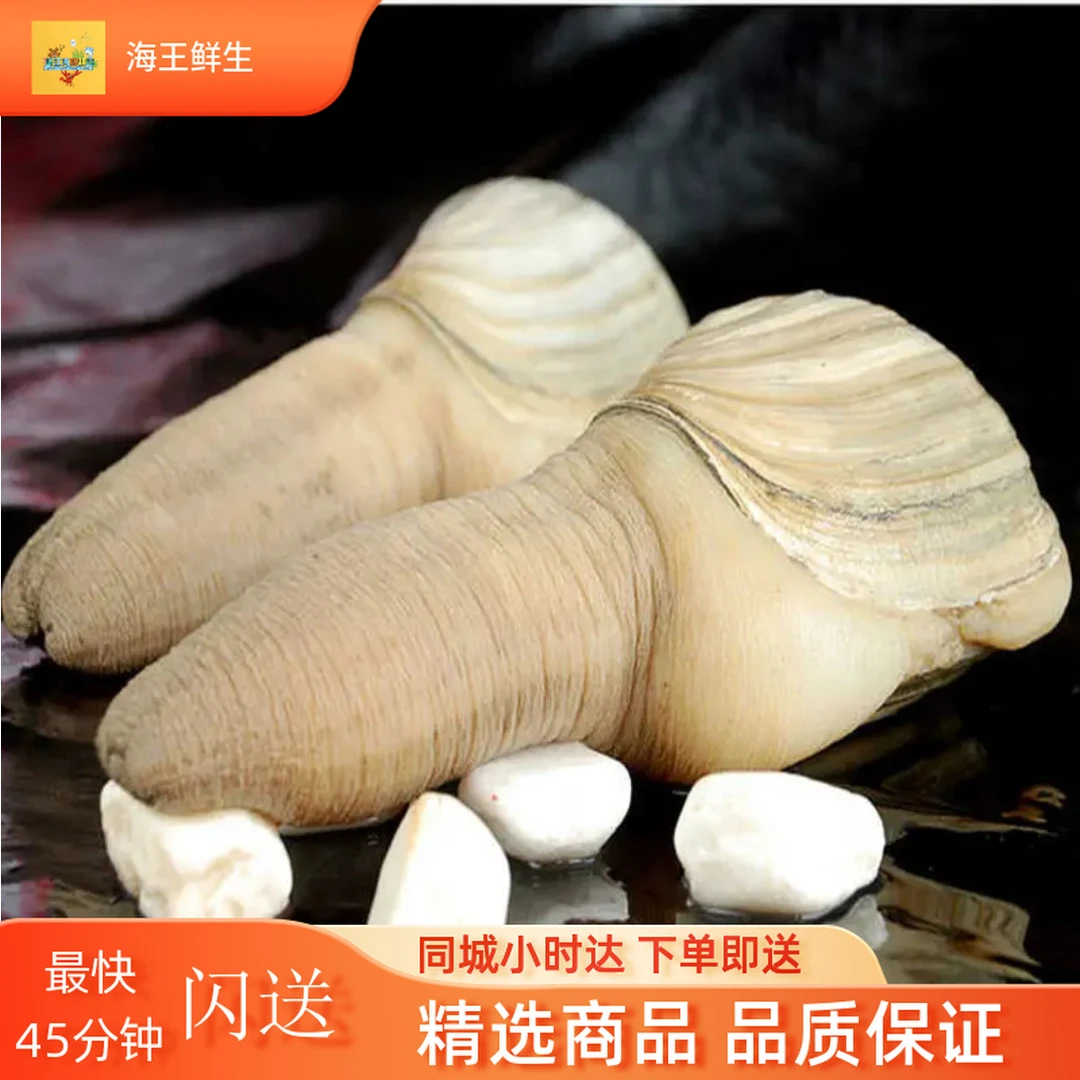 【象拔蚌】鲜活象拔蚌 鲜活配送 刺身加工