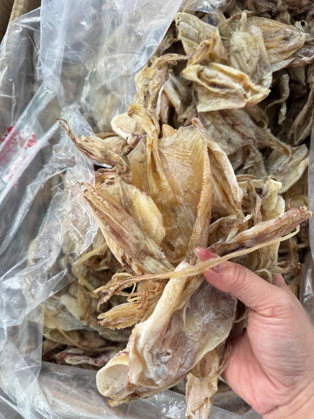 广东马宫本港小鱿鱼