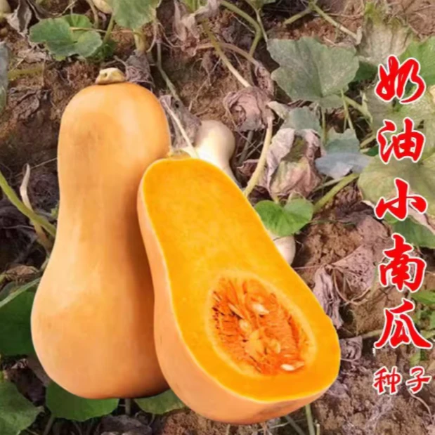拍三送一自带奶油南瓜种子季节小南瓜种子家庭种植四季蔬菜种子