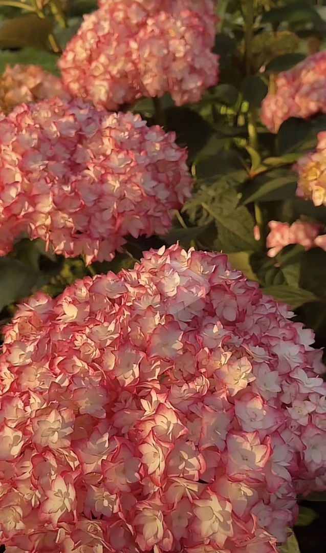2加仑春季夏季粉色蓝色多季节花期适合新手庭院开花盆栽苗
