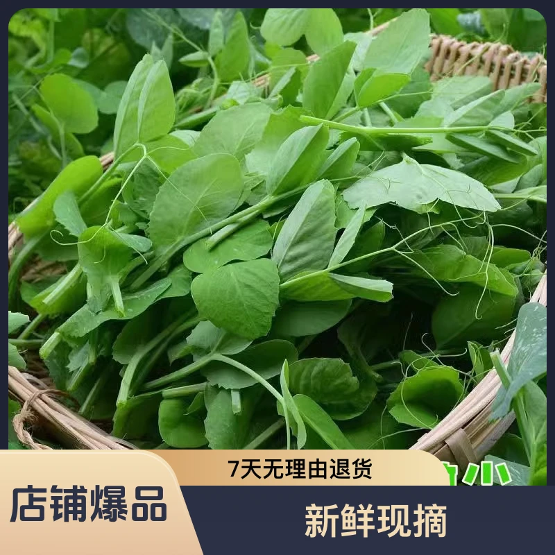四川新鲜豌豆尖龙须菜涮羊肉涮火锅煮汤食材蔬菜1/2/3/4斤