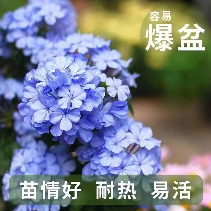 蓝雪花盆栽大苗耐热晒阳台植物庭院花园爬藤耐寒四季开花