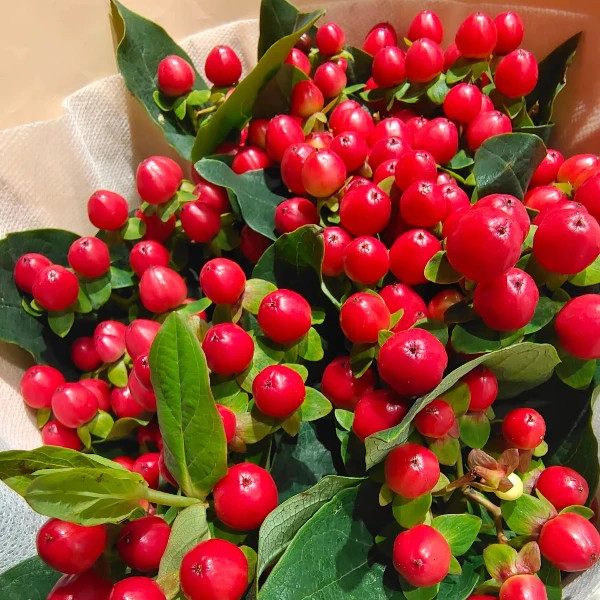 【相思豆红豆】新鲜配草1把 云南鲜花基地直发
