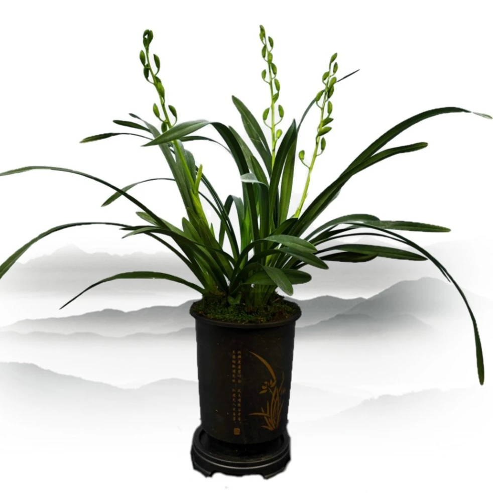 国兰大花蕙兰 香兰 糖果香味 兰花 花期11月~2月 盆栽花卉翠绿色