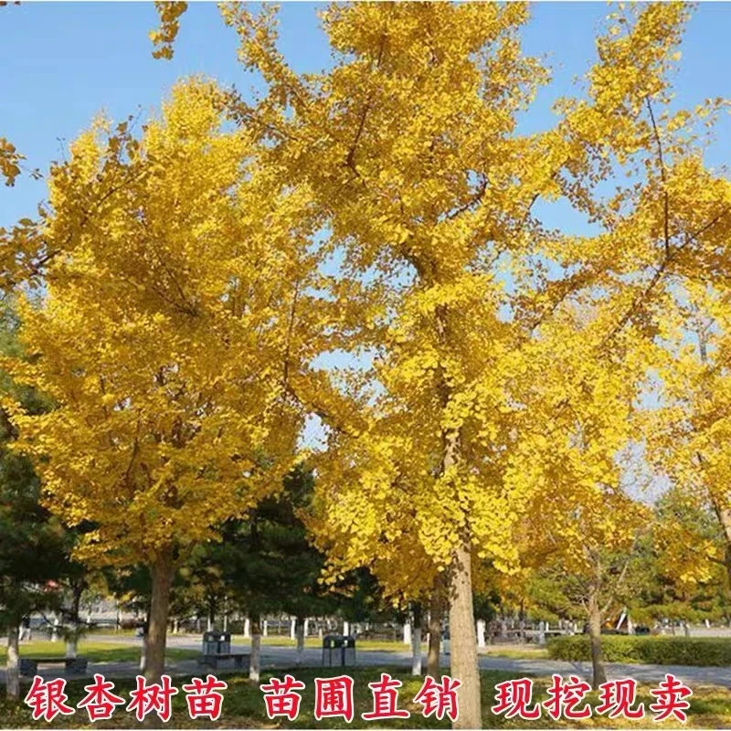 银杏树苗白果活苗秋季金叶银杏小苗庭院风景拆迁占地苗南北方种植