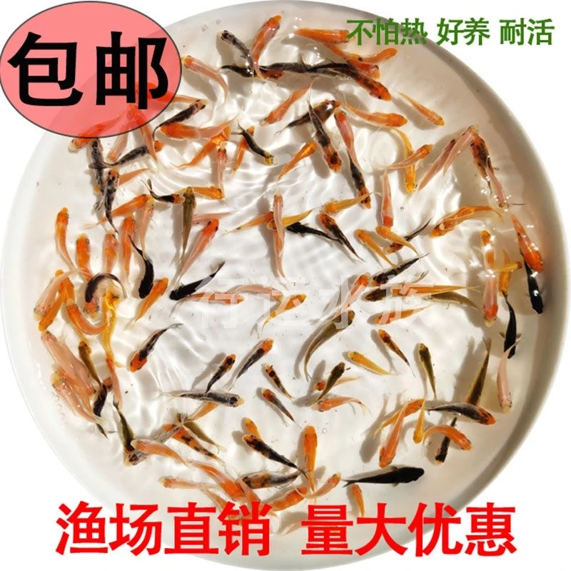 纯种锦鲤鱼苗绯泻昭和白泻火鲤红白