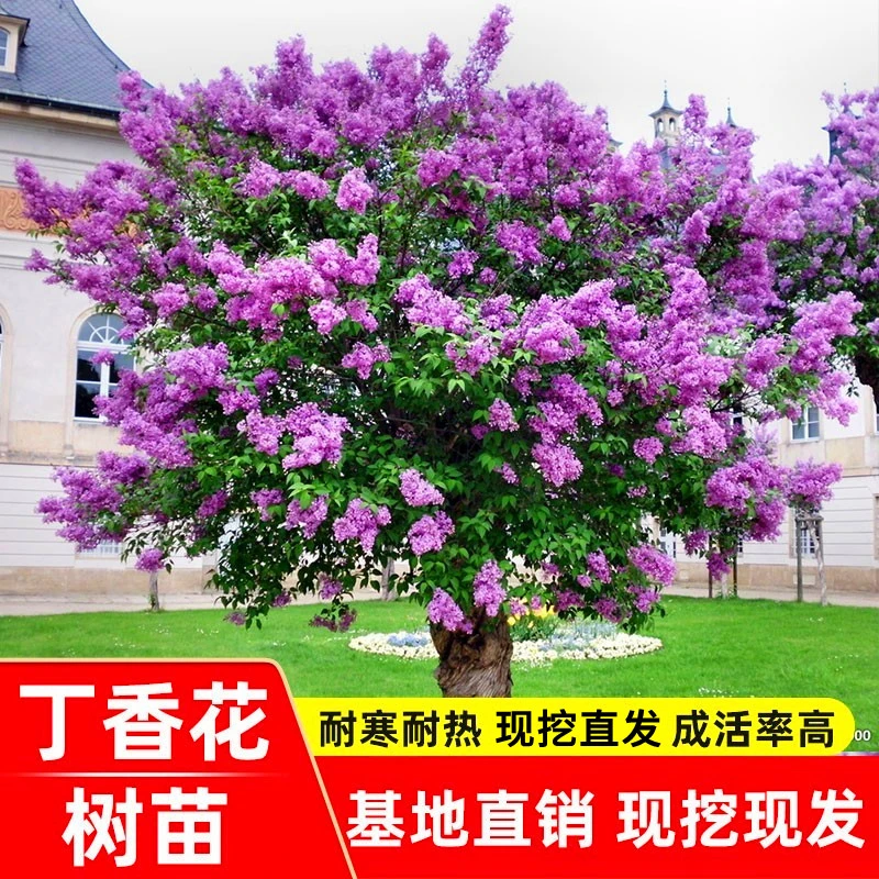 丁香花树苗浓香花苗花卉植物耐寒庭院绿化四季室外别墅紫丁香盆栽