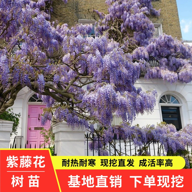 紫藤花树苗爬藤植物庭院围墙四季开花盆栽花苗绿植花卉藤蔓紫藤萝