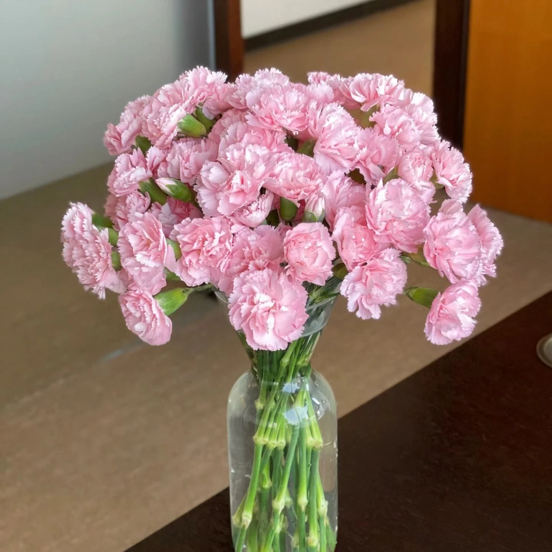 【康乃馨】新鲜单头康乃馨,顺丰冷链包邮,(东三西四省+海南除外)