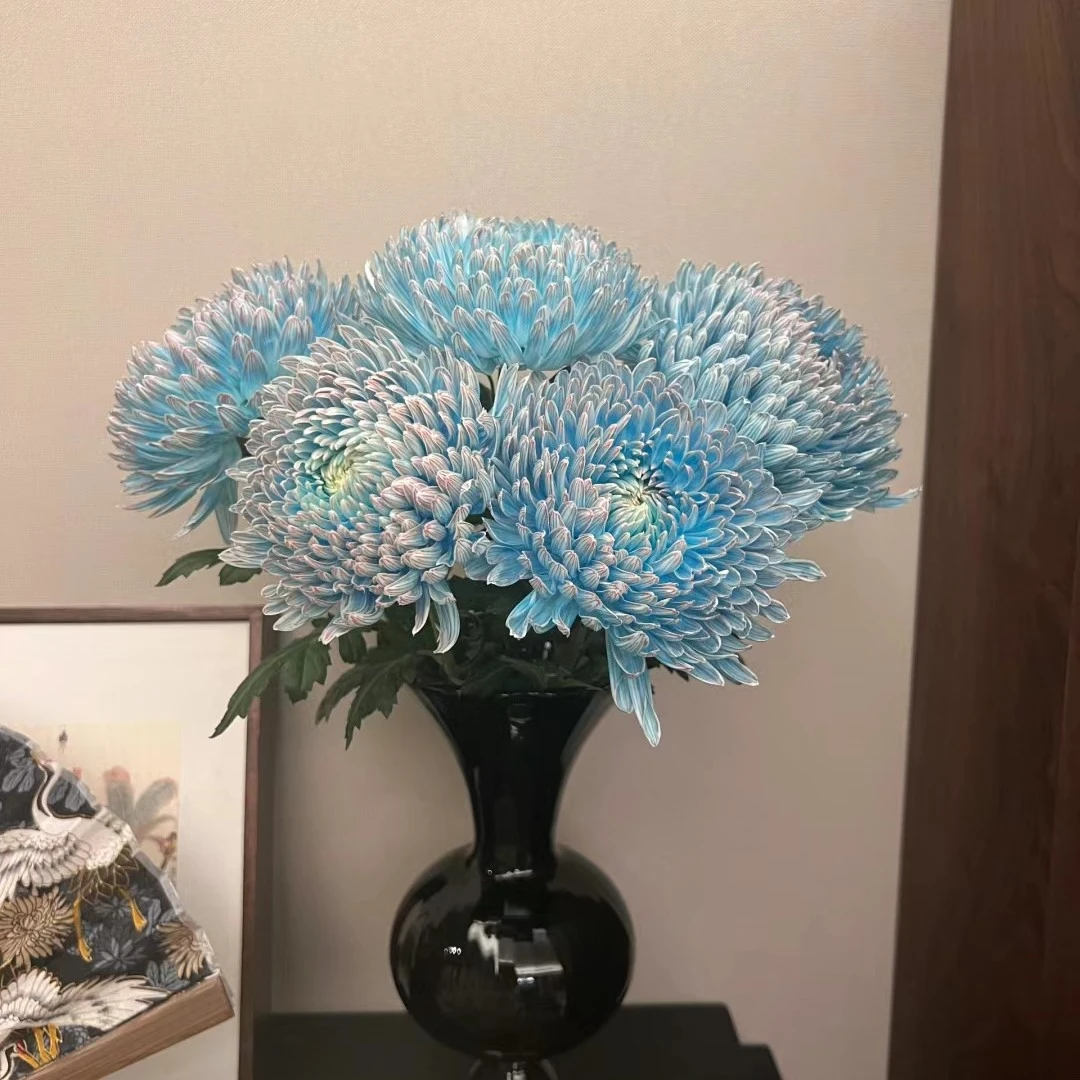 【牡丹菊】新鲜花材，顺丰冷链包邮，（东三西四省＋海南除外）