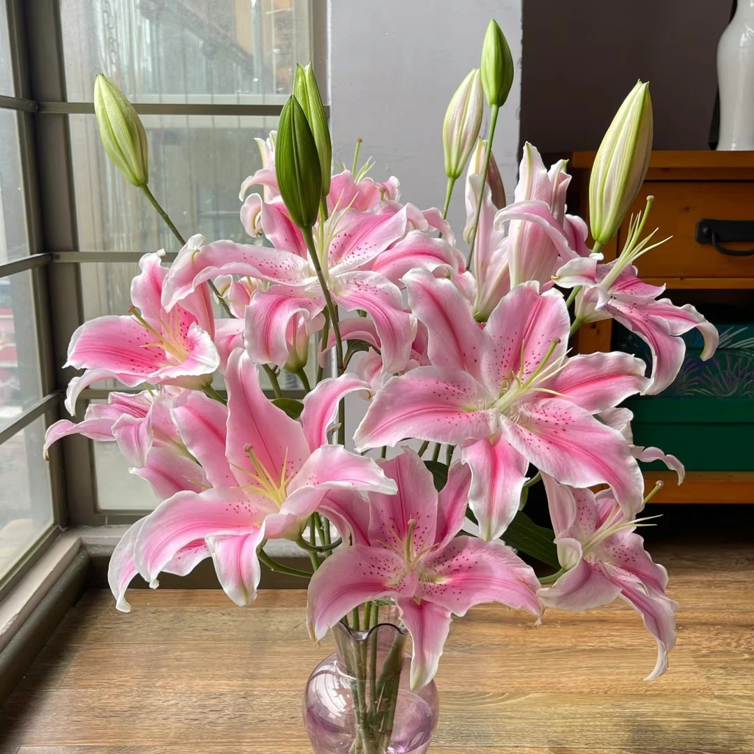 【索尔邦】AB级三头香水百合，顺丰冷链包邮，（东三西四省＋海南除外）