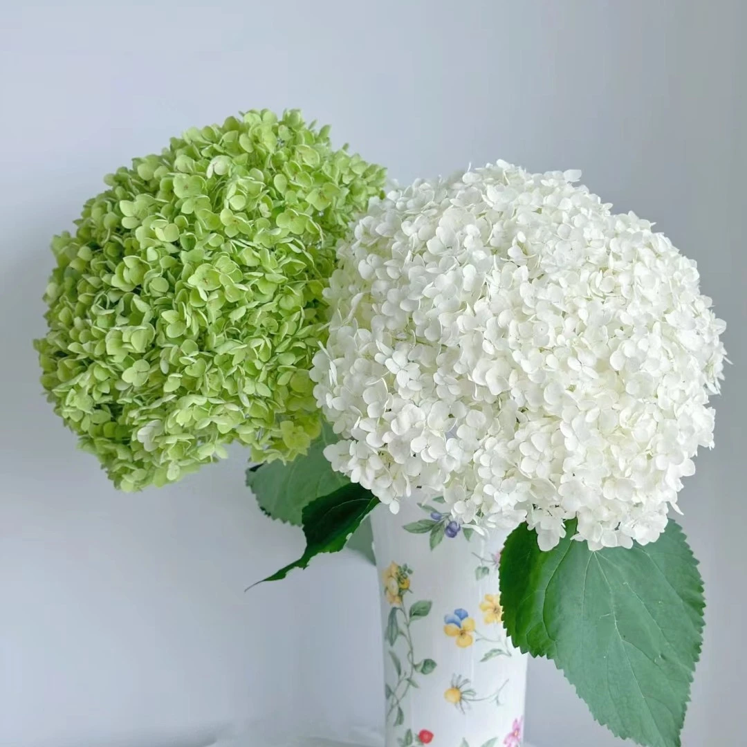 【绣球】新鲜绣球花,顺丰冷链包邮,(东三西四省+海南除外)