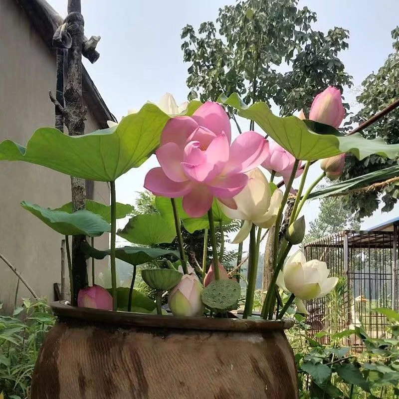 大型观赏荷花四季开新鲜荷花水养庭院荷花藕苗花苞新鲜连水培莲藕