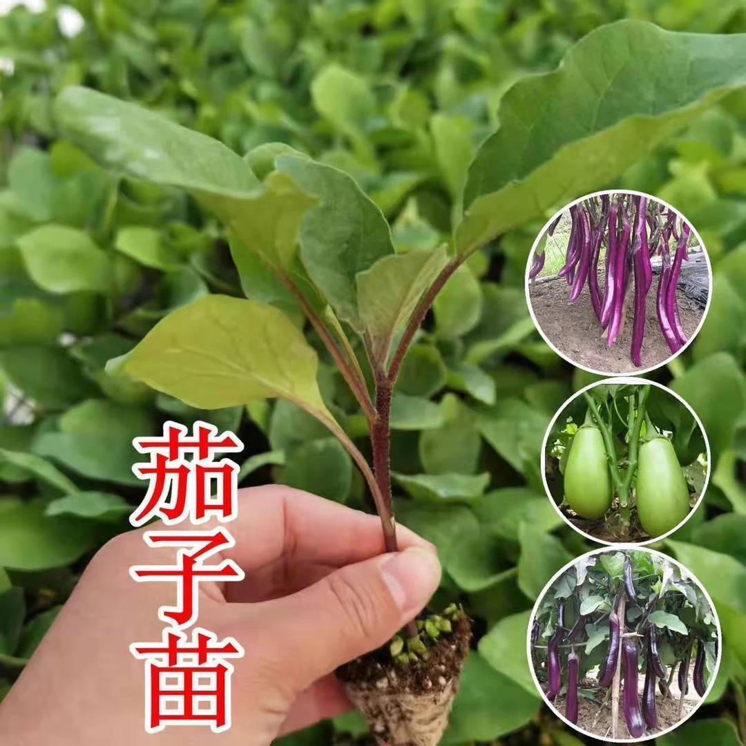 高产茄子秧苗紫长茄苗黑长茄苗杭茄苗紫圆茄苗青茄苗嫁接茄苗基地