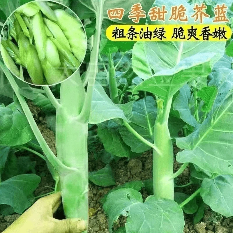 【割完又长】芥蓝甜芥兰菜苗新鲜蔬菜种子室外推荐蔬菜种子秧苗