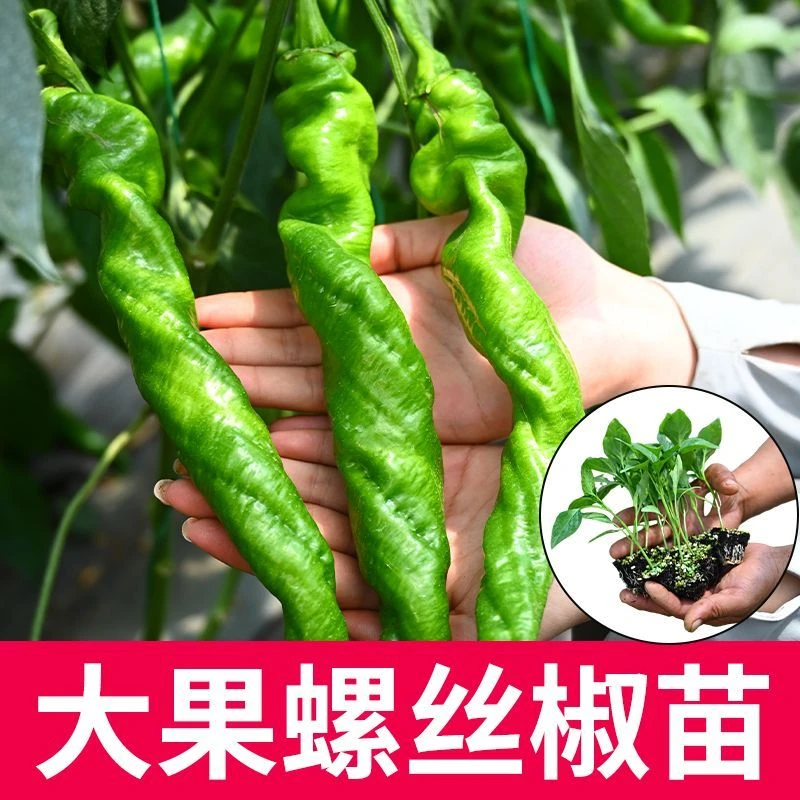 大果螺丝椒苗秧四季新鲜特辣薄皮大果螺丝椒超辣香辣辣椒苗秧苗