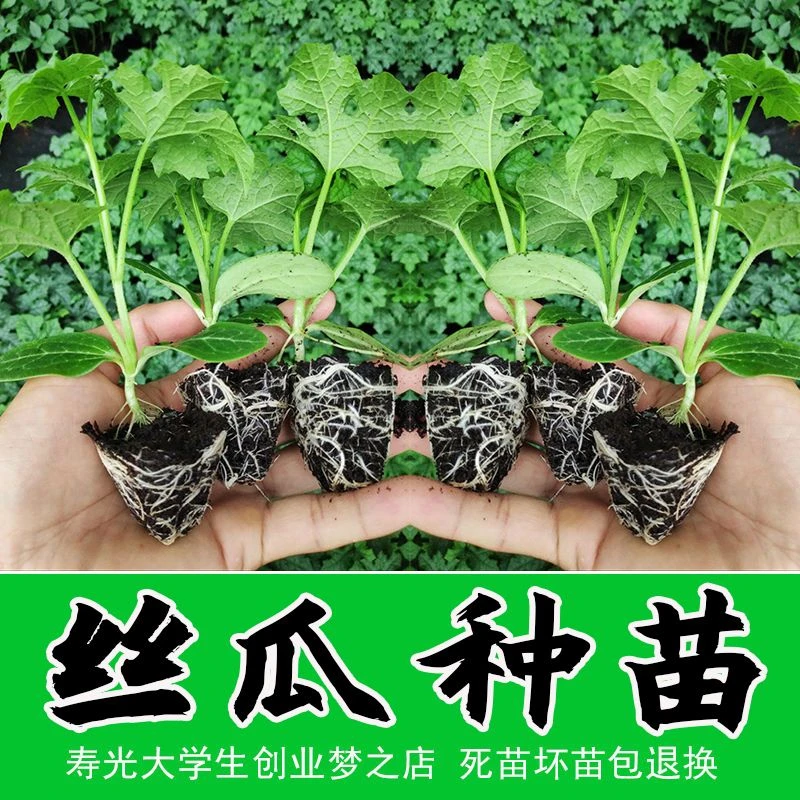 赛佳丽产地种子丝瓜苗秧阳台特色蔬菜苗春季幼苗种籽四季南方种孑