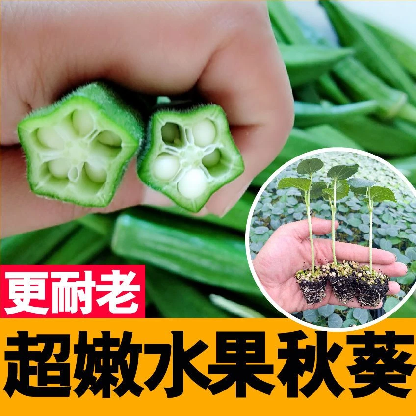 【48小时发货】四季超嫩水果秋葵秧苗更耐老黄红绿水果秋葵种子基地