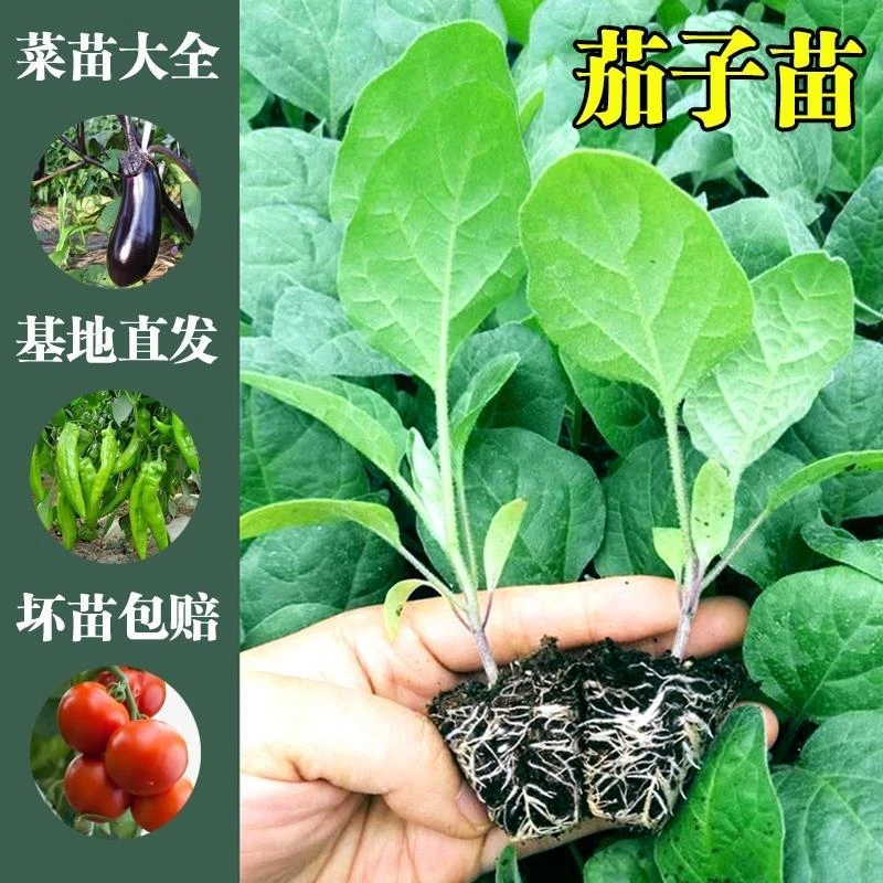 【48小时发货】高产紫长茄子苗青茄子秧苗白茄黑长茄苗紫圆茄苗盆