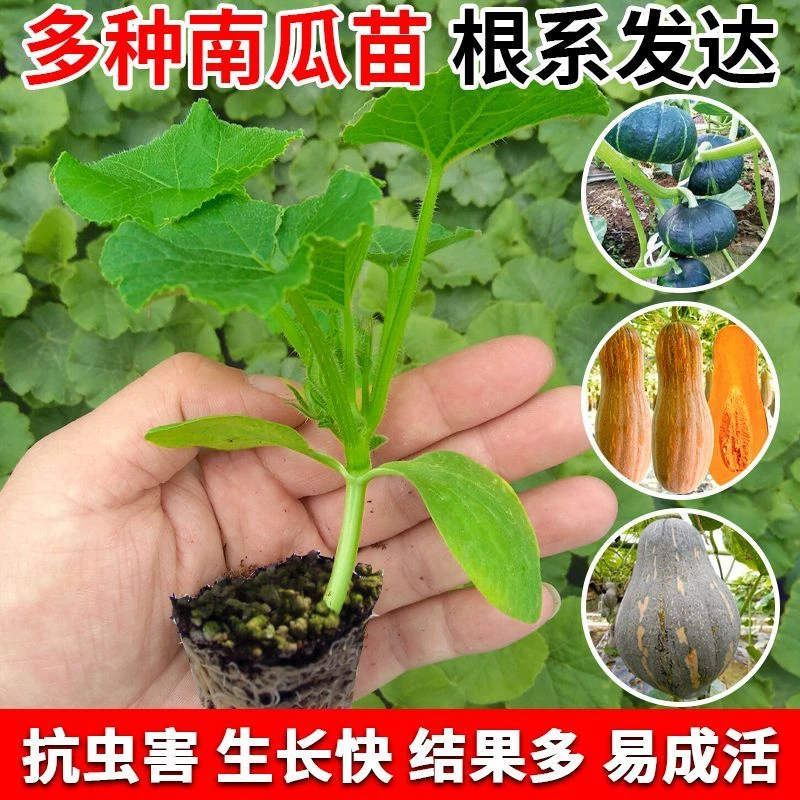 贝贝南瓜苗种籽板栗南瓜蜜本种孑秧苗正宗高产蔬菜苗大全四季种植