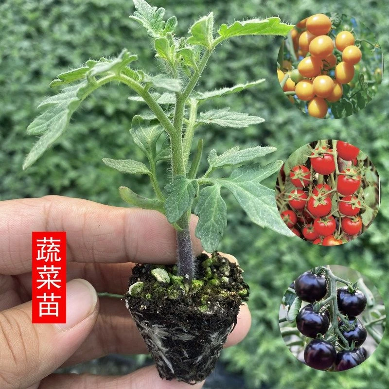 西红柿苗圣女果苗千禧樱桃番茄苗苗子阳台蔬菜苗盆栽苗秧苗防落花