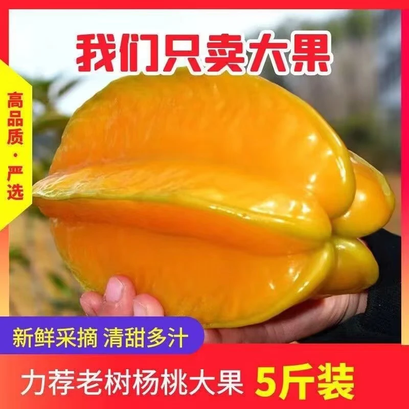 【新鲜杨桃】树上熟杨桃清甜多汁果园精选采摘产地品质水果应季水果