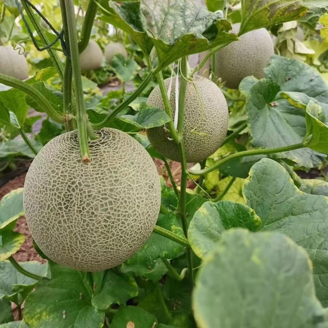 山东玫珑网纹蜜瓜网格瓜新鲜绿心哈密瓜当季果香清甜好吃爽口采摘