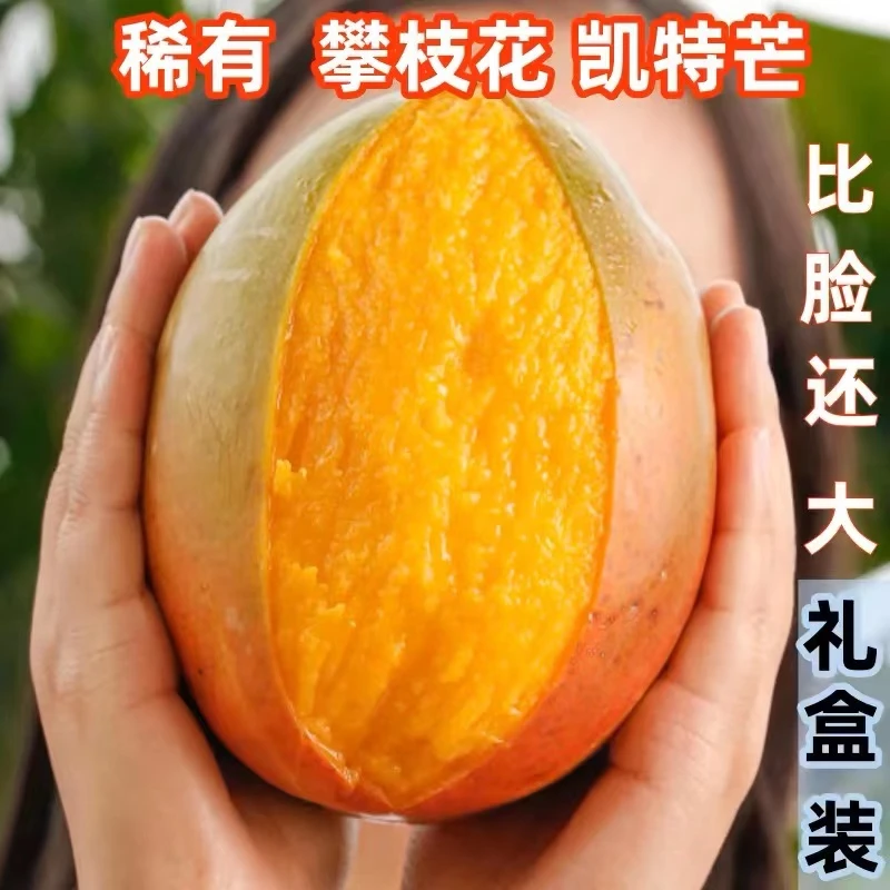 攀枝花凯特大芒果批发应季新鲜孕妇成熟香甜树上多汁随机肉嫩收到