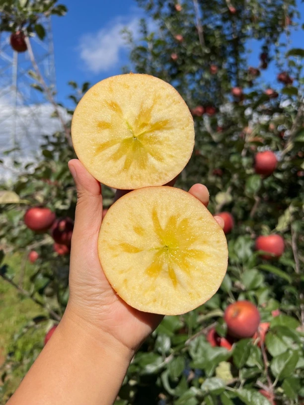 大凉山丑苹果脆甜多汁丑苹果高原苹果现摘现发糖心苹果汁水丰富