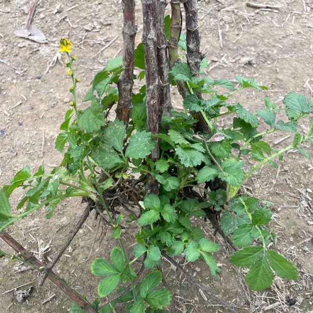福建仙鹤草新鲜晒干龙芽草苗10棵