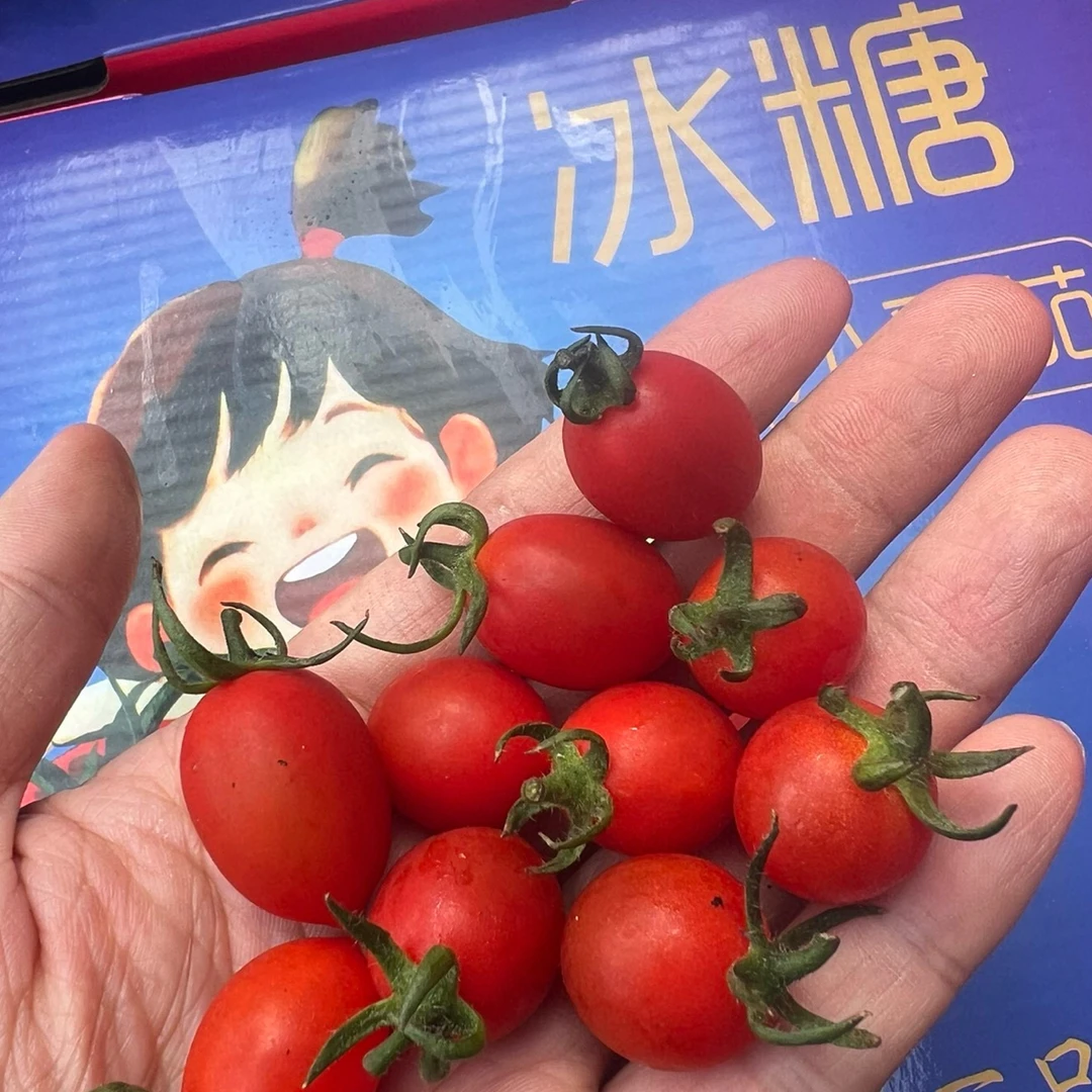 【果多多甄选】番夫子小番茄，番茄味浓郁，甜度高！一口爆浆好吃推荐！