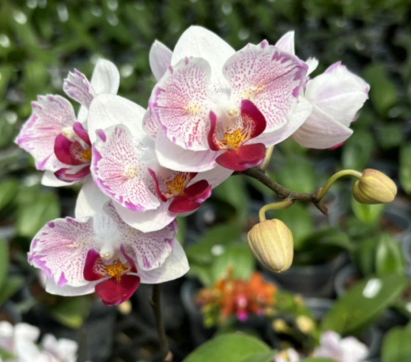 【花花小王子】顺丰包邮基地直销蝴蝶兰西雷利原生种系列保证对版