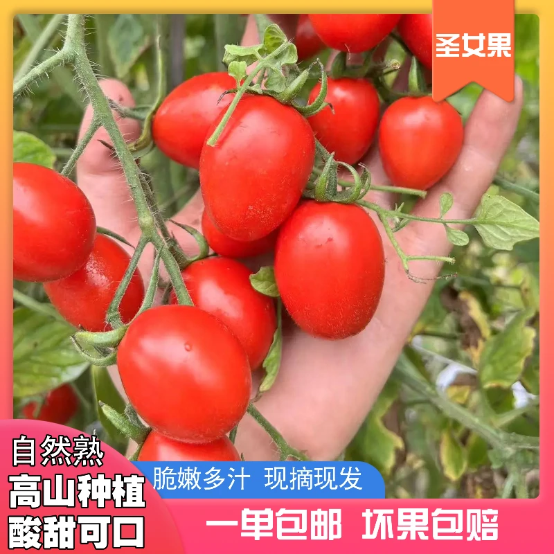 【现摘现发】云南高山圣女果酸甜番茄西红柿非千禧孕妇家常新鲜水果