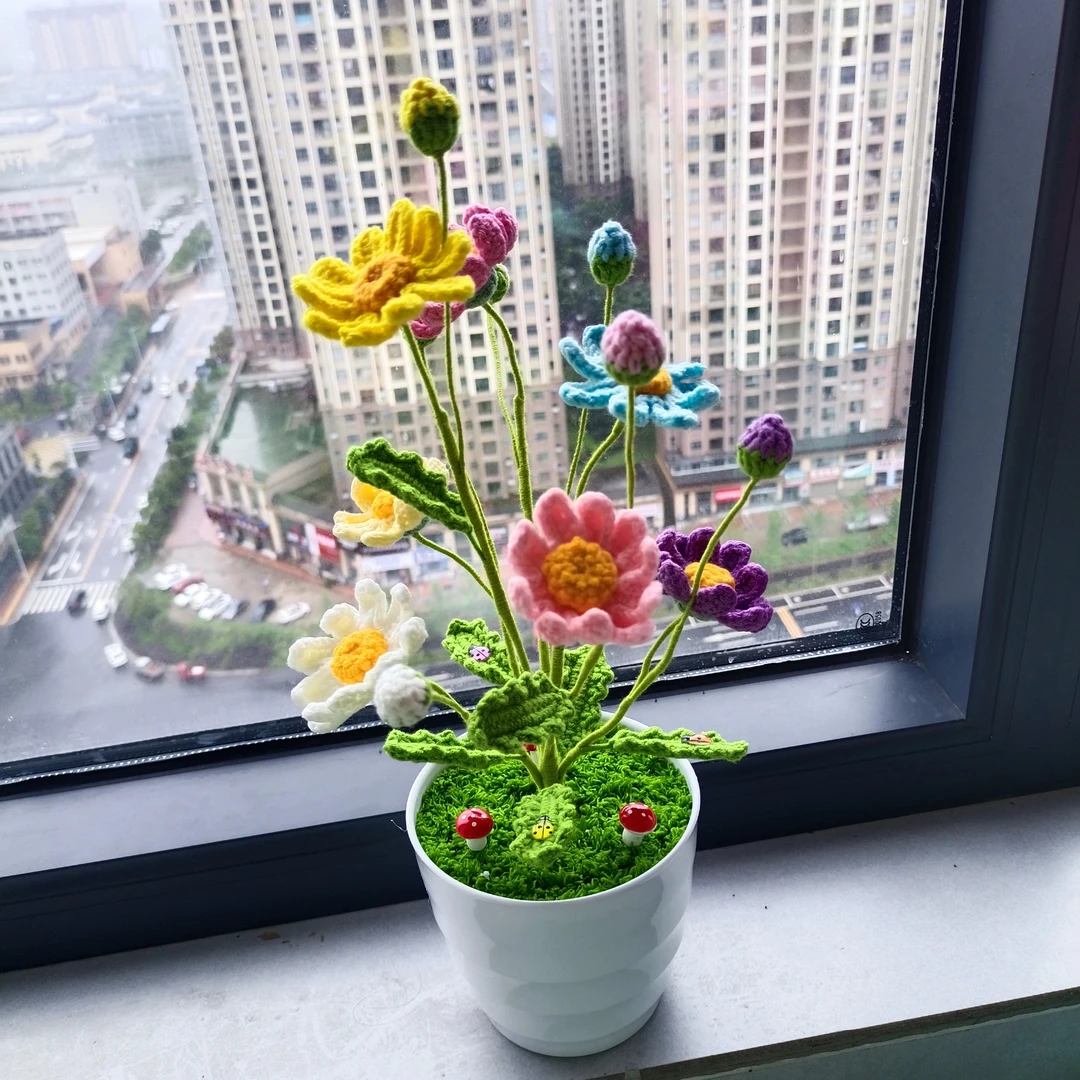 七彩雏菊成品盆栽