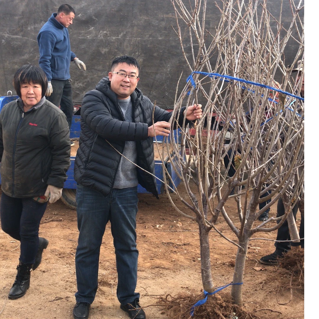 五公分小树大樱桃苗车厘子苗种植烟台樱桃苗盆栽地栽北方大樱桃苗