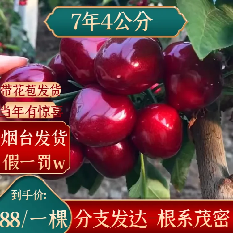 4公分左右矮化大樱桃苗车厘子树苗南北方种植盆栽地栽阳台