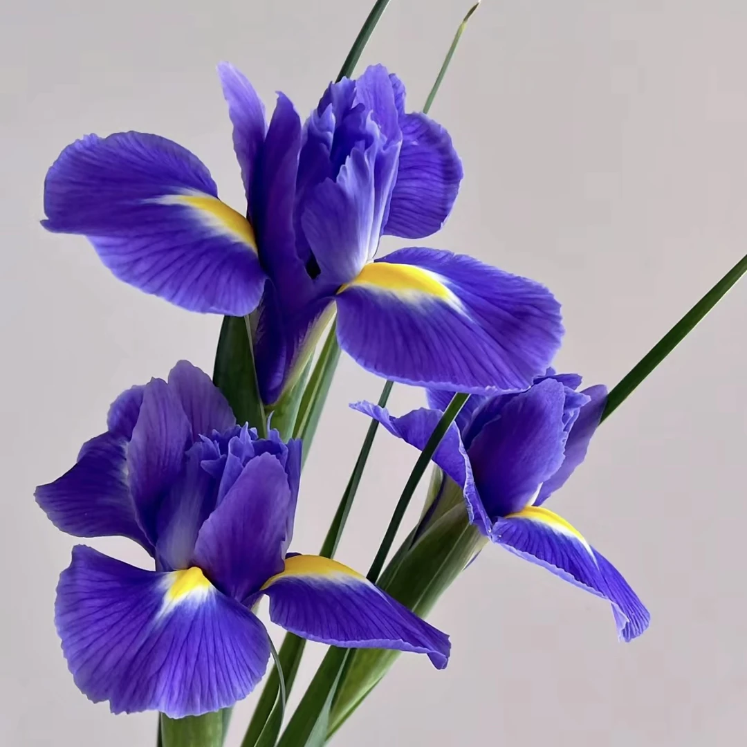 【批发号|鸢尾花】梵高油画同款鲜花，象征光明，云南鲜花顺丰包邮