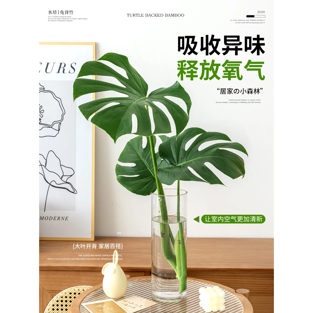 龟背竹水培植物盆栽大号老桩室内客厅天堂鸟花瓶耐阴常青好养绿植