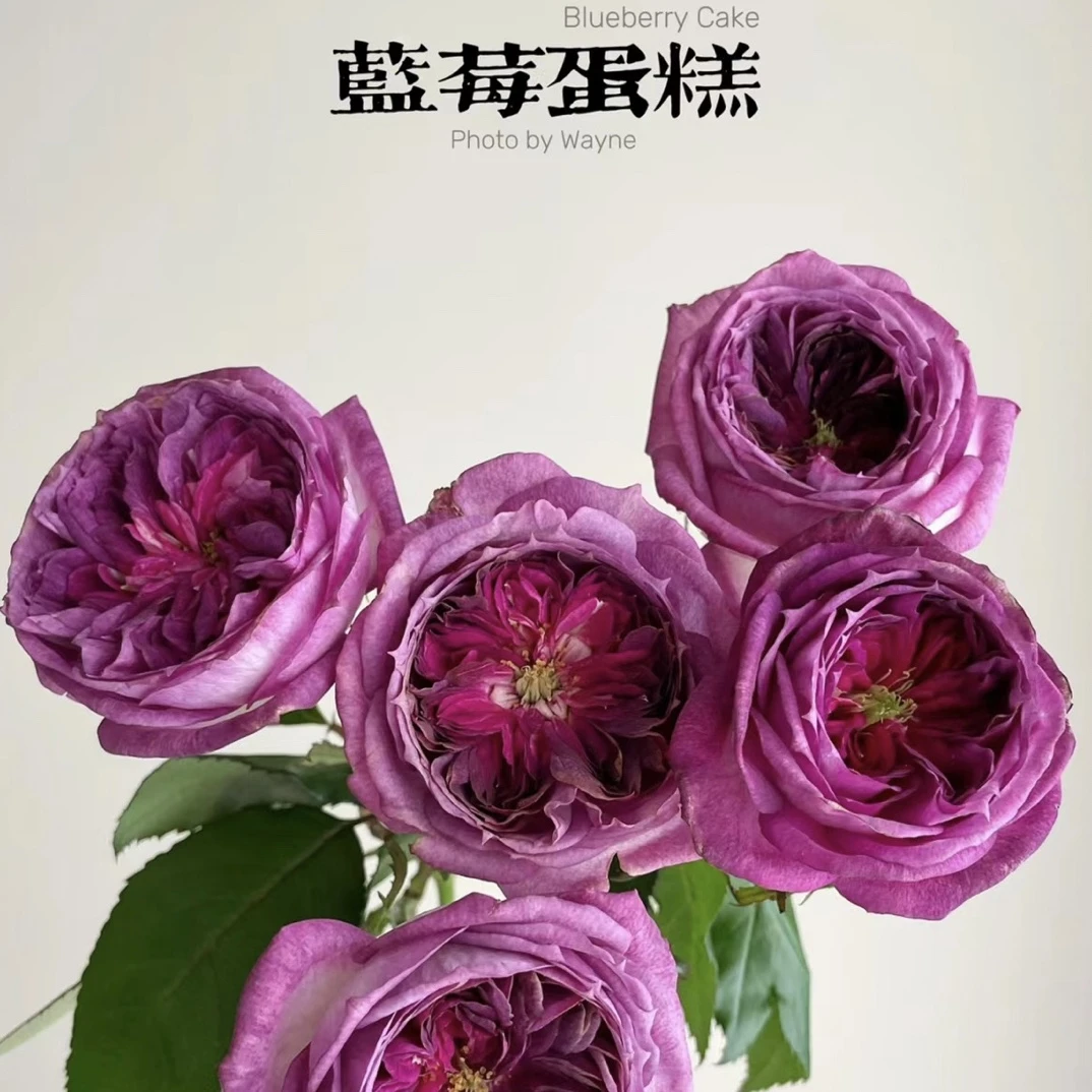 小胡家（蓝莓蛋糕）月季