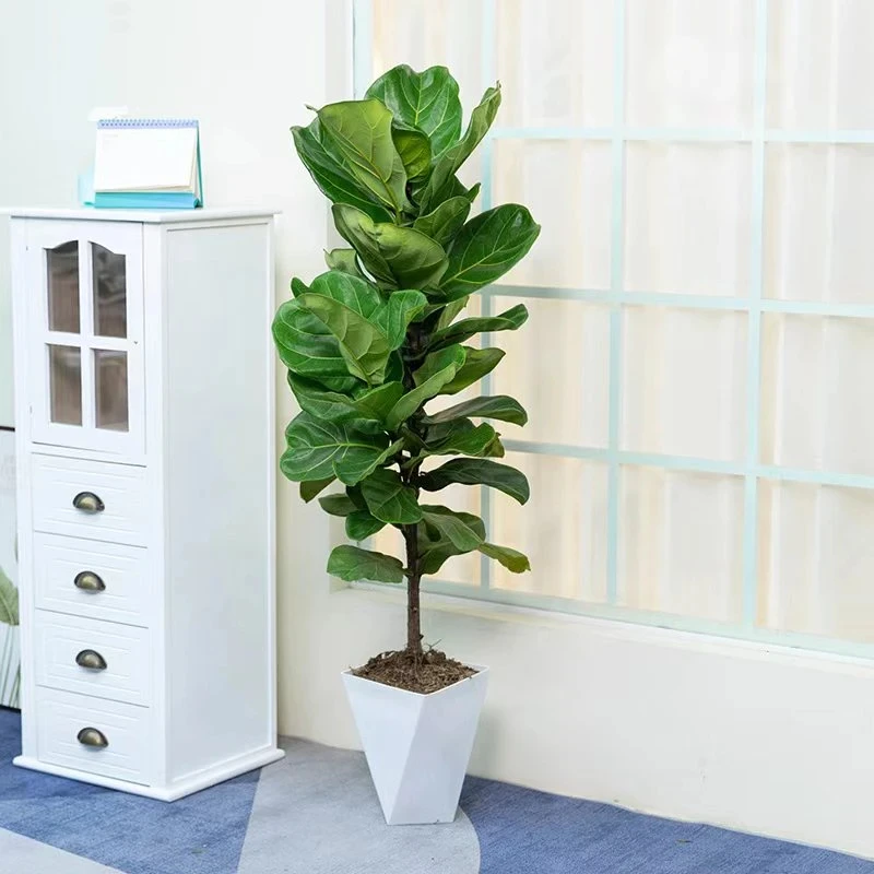 琴叶榕大型盆栽客厅办公室观叶绿植植物大叶四季常青