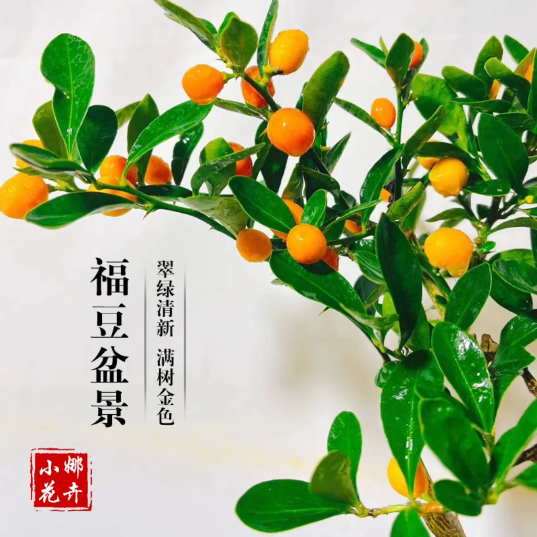 籽播豆豆 凤巢 同安 室内阳台绿植盆景盆栽