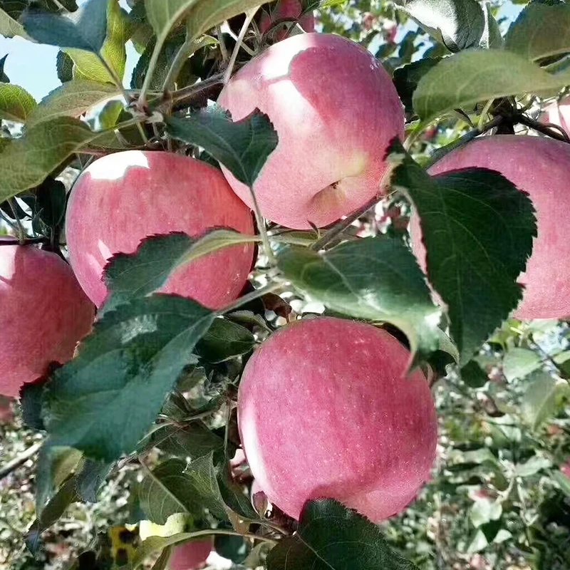 【洛川苹果】陕西正宗洛川苹果