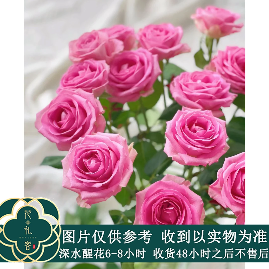 七叶花坊#单头玫瑰 【苏醒】鲜花优选 顺丰直发