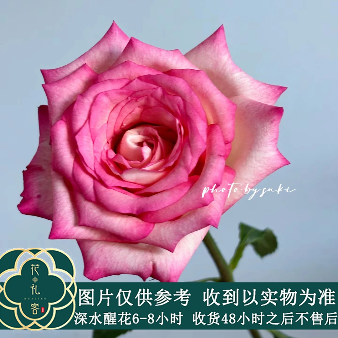 #【双色粉】单头玫瑰 稀有小众鲜切花云南基地直采顺丰直发玫瑰花