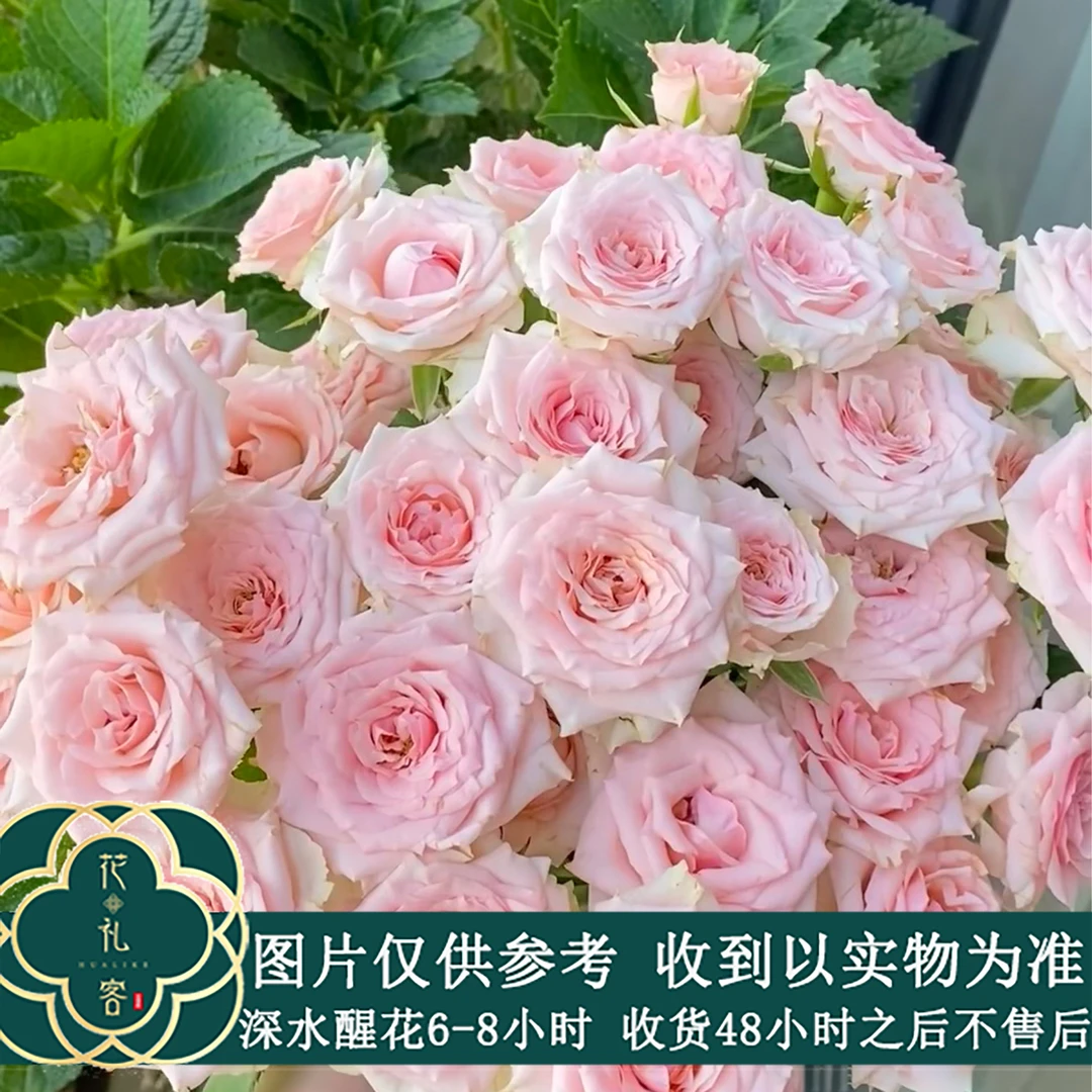 花礼客#多头玫瑰 【星悦宝贝】高品质鲜花优选 顺丰直发玫瑰花绿色