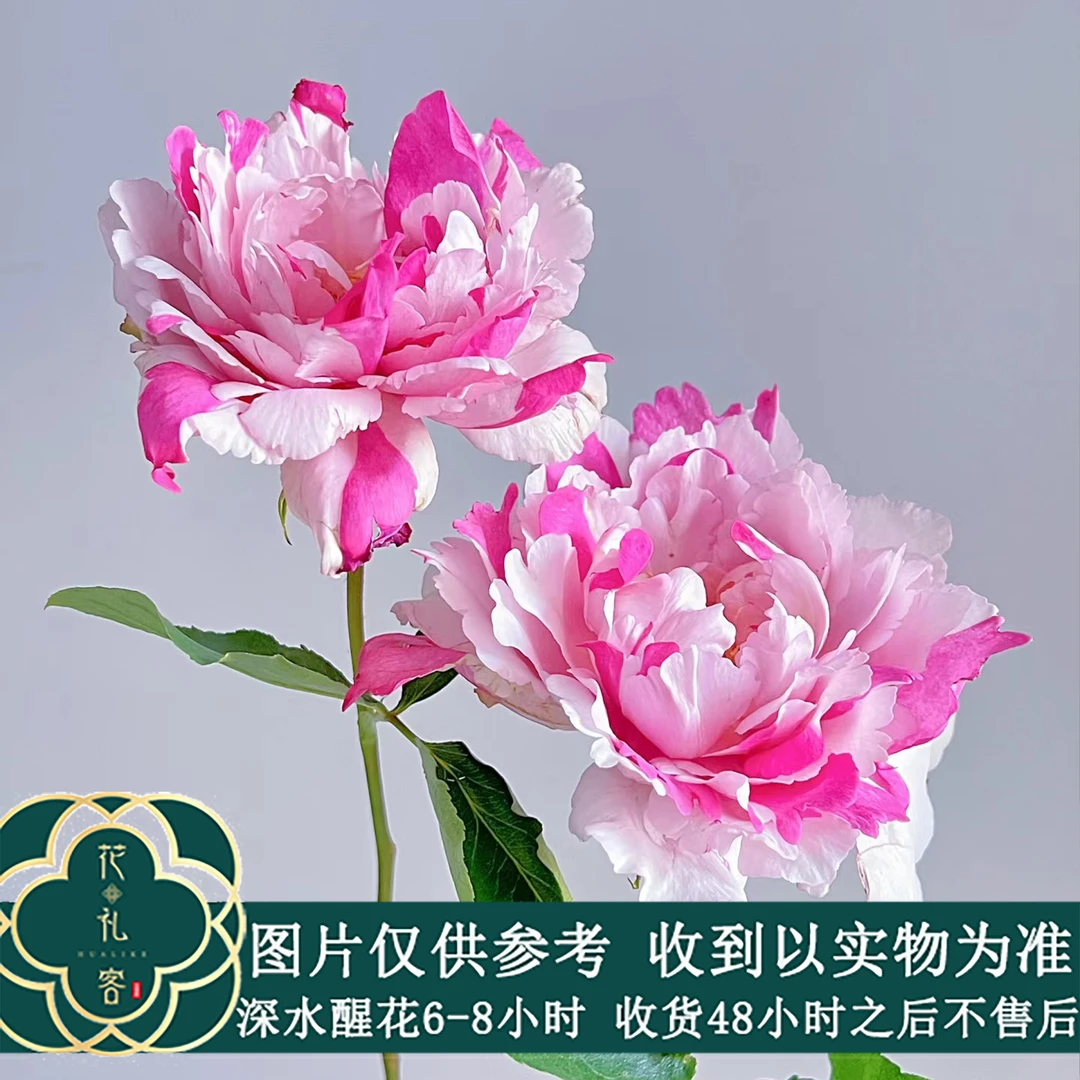 七叶花坊# 【德芮尔-伊芙系列】高端稀有玫瑰 鲜花优选 顺丰直发