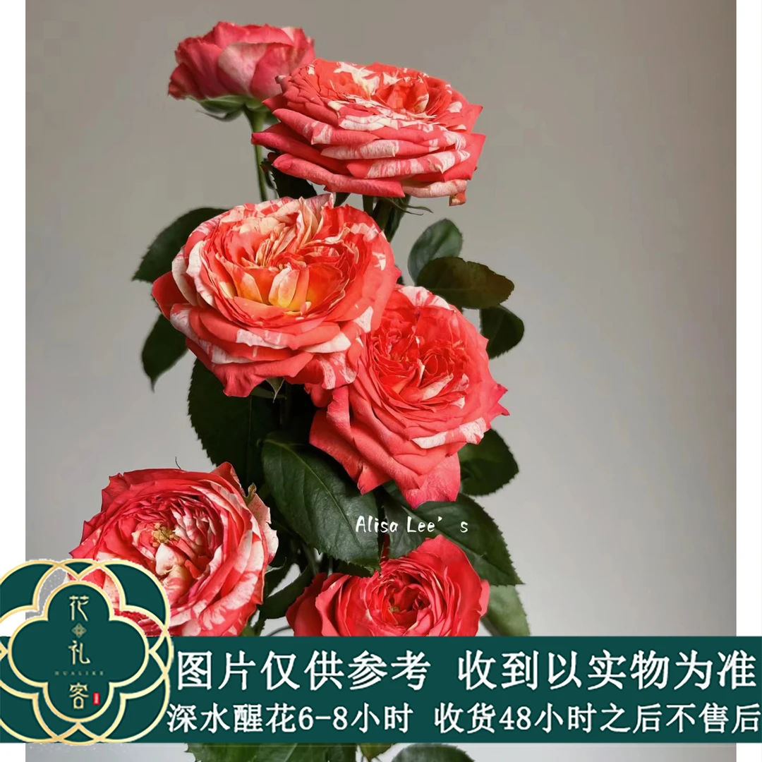 花礼客#多头玫瑰 【多头斑斓】高品质鲜花优选 顺丰冷链直发 玫瑰花