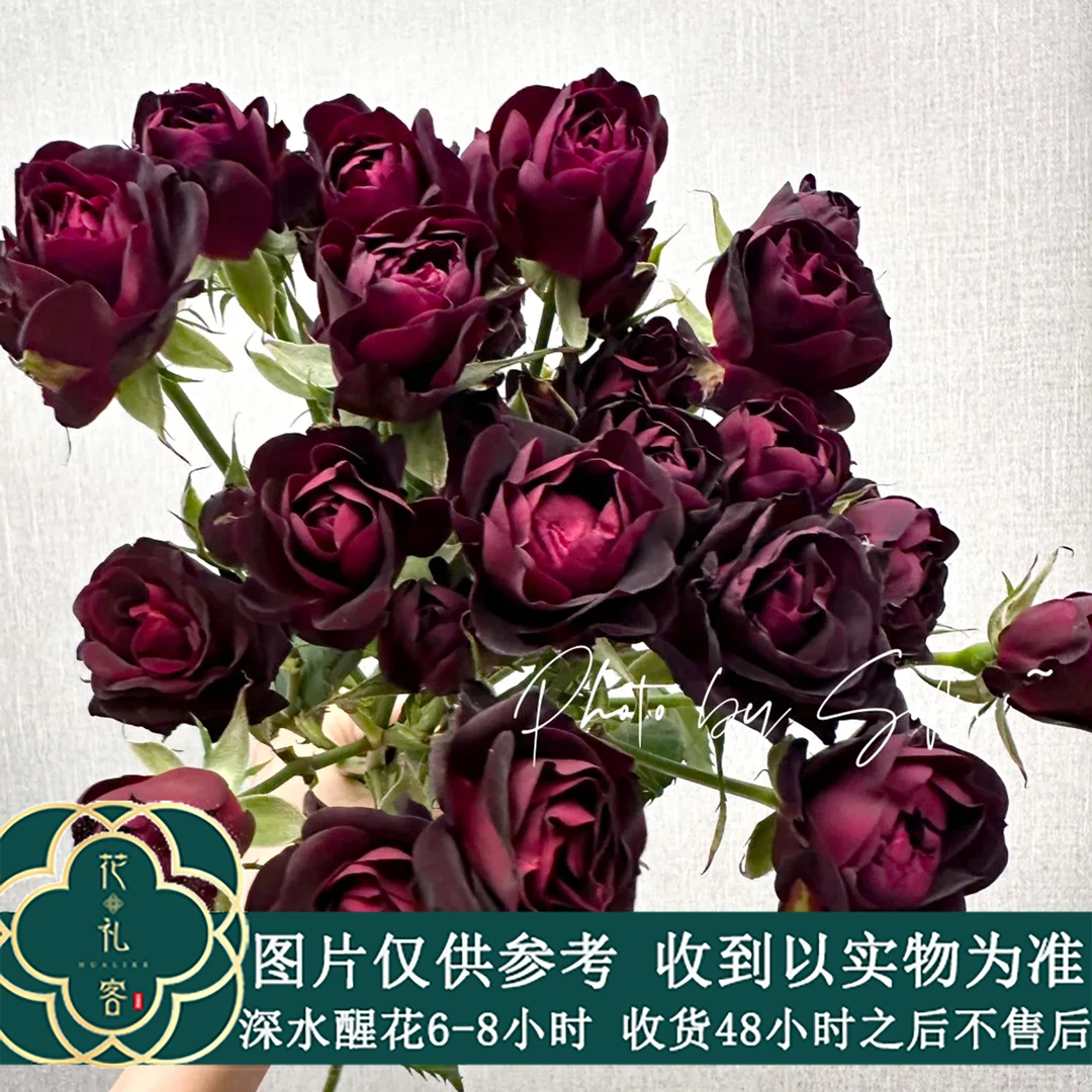 七叶花坊#【宛黛-百利信】高品质玫瑰 鲜花优选 顺丰直发