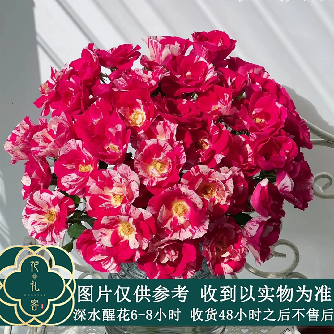 七叶花坊# 【草莓牛奶】高端稀有玫瑰 鲜花优选顺丰直发