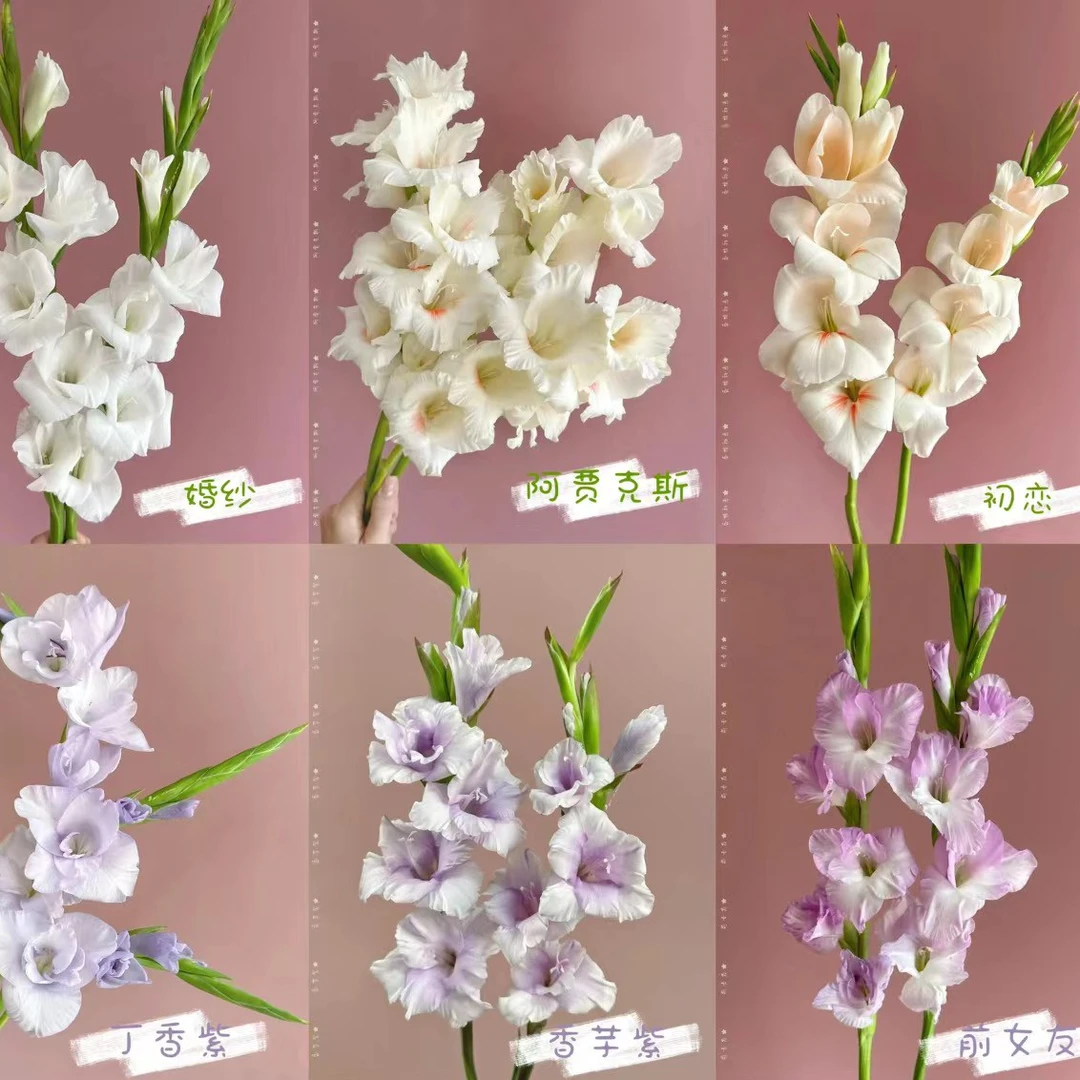 七叶花坊# 【剑兰】节节高升剑兰 易养护  高品质优选剑兰修剪叶子